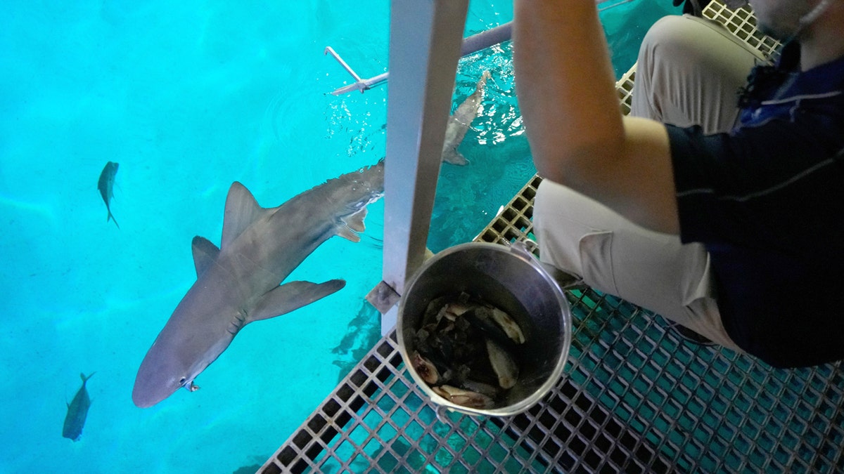 las vegas sharks getting fed