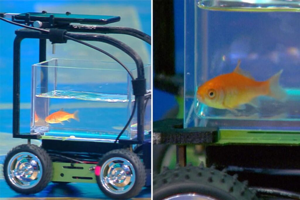 Goldfish earns Guinness World Record for driving Goldfish earns Guinness World Record for driving