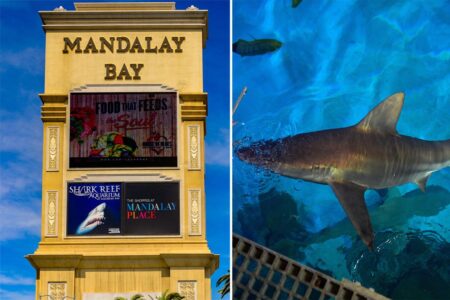 Las Vegas tourists pay ,000 for dinner on the Strip while sharks eat like royalty