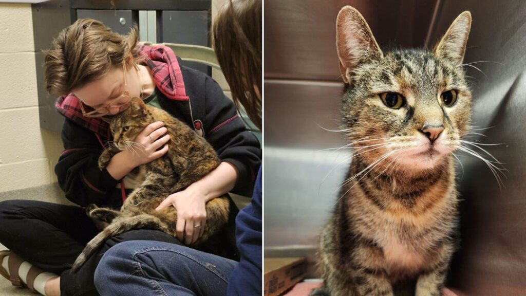 Family reunited with their lost cat 5 years later when she was found in stranger’s basement Family reunited with their lost cat 5 years later when she was found in stranger’s basement