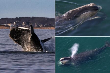 Endangered whale spotting in Atlantic Ocean prompts boating restrictions along East Coast