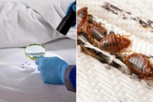 Bedbug nightmare spreading across multiple states: What you need to know — especially if you’re heading to spring break Bedbug nightmare spreading across multiple states: What you need to know — especially if you’re heading to spring break