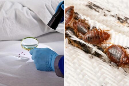 Bedbug nightmare spreading across multiple states: What you need to know — especially if you’re heading to spring break Bedbug nightmare spreading across multiple states: What you need to know — especially if you’re heading to spring break