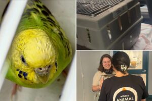 Exclusive | Mei Mei the parakeet finds forever home after life on run in NYC: ‘Happy ending for her’