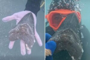 Wyoming teen discovers rare and ancient megalodon shark tooth off Florida coast