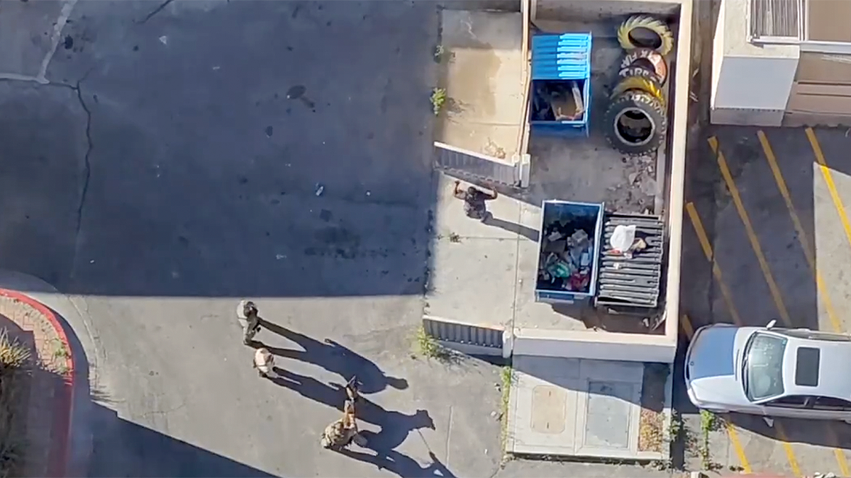 Police drone shows Las Vegas suspect surrendering as officers move in to make arrest after violent rampage