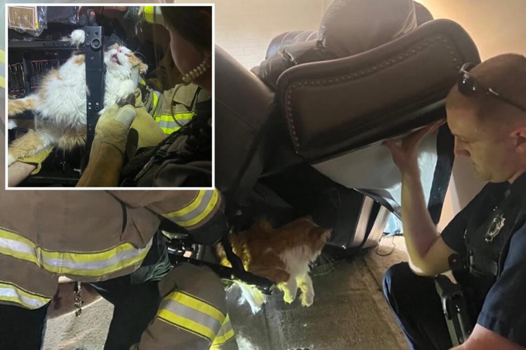Kansas firefighters rescue chubby cat trapped in massive recliner while trying to hide from the vet