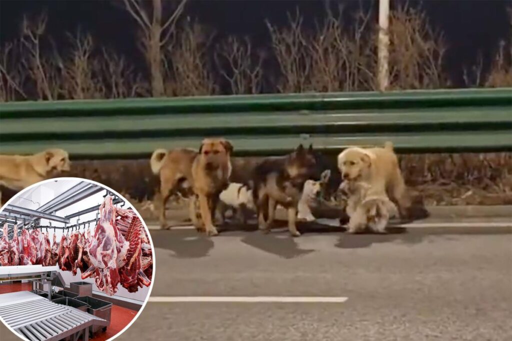 Pack of stolen dogs create movie moment in heartwarming video after escaping illegal capture