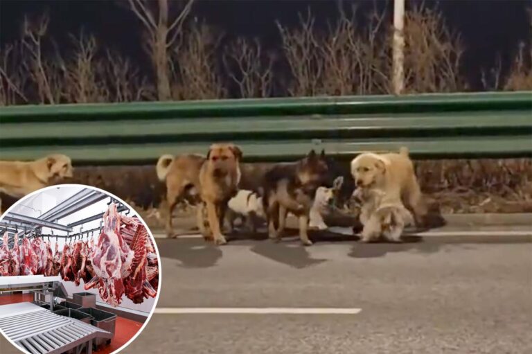 Pack of stolen dogs create movie moment in heartwarming video after escaping illegal capture