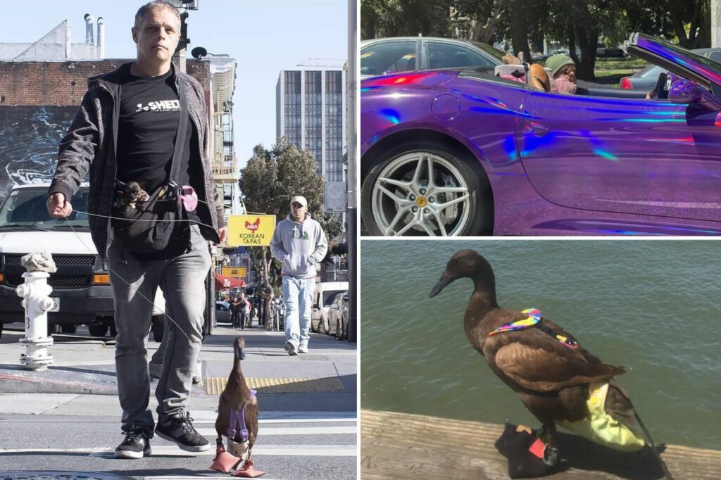 Armed madman in purple Ferrari with pet duck sends newspaper deranged messages during police standoff