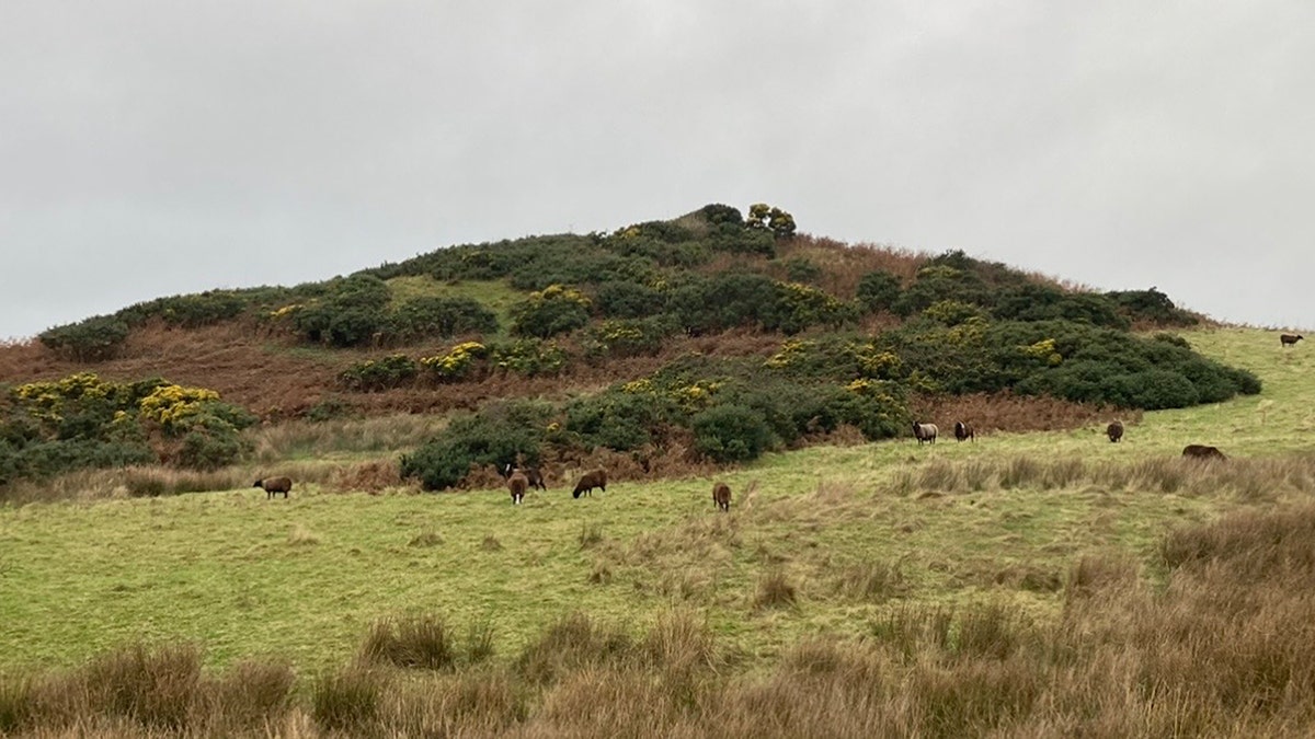 King's Mound with cows grazing