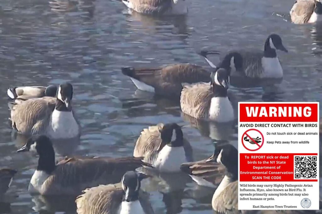 Hundreds of geese dying around picturesque Hamptons pond — fueling bird-flu outbreak worries Hundreds of geese dying around picturesque Hamptons pond — fueling bird-flu outbreak worries
