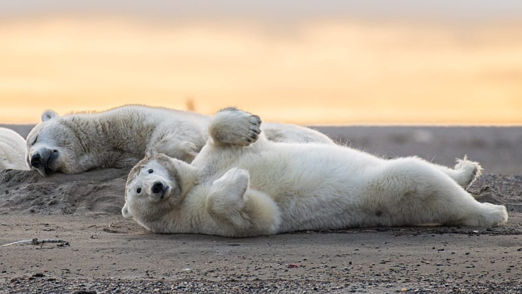 This Arctic village wants to revive its polar bear tourism industry