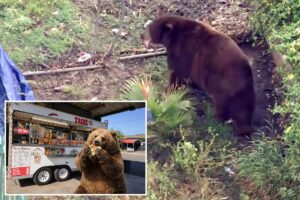 Bear gets comfy in SoCal town as neighbors embrace ferocious friend with memes, tributes