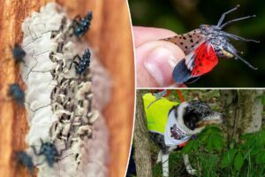 Exclusive | NYC lanternfly plague set to rebound after dip — and city-living could be accelerating spread Exclusive | NYC lanternfly plague set to rebound after dip — and city-living could be accelerating spread