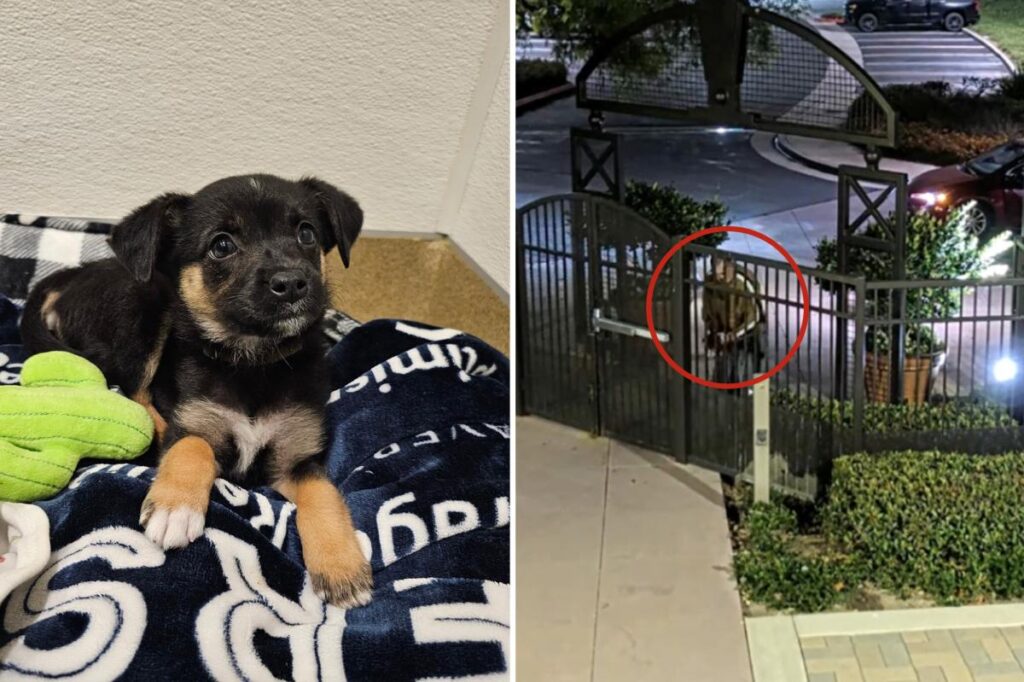 Coldhearted suspect ID’d after brutally throwing puppy outside OC animal shelter