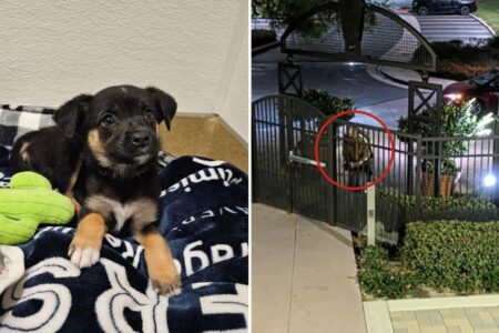 Coldhearted suspect ID’d after brutally throwing puppy outside OC animal shelter
