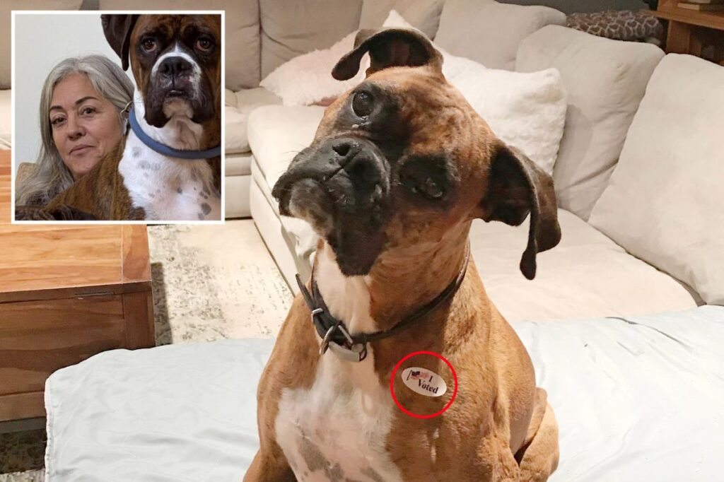 Concerned SoCal woman reveals terrifying fallout from registering her  pet Boxer to vote