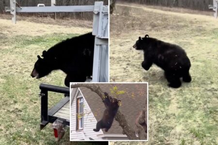 Tranquilized  bear that clung to tree in Albany for hours has new life — see the pics