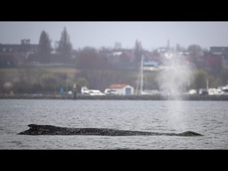 Experts fear stranded Baltic Sea whale may not reach the Atlantic