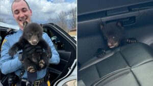 Abandoned bear cub, ‘under arrest for cuteness,’ grabbed by state troopers from interstate highway