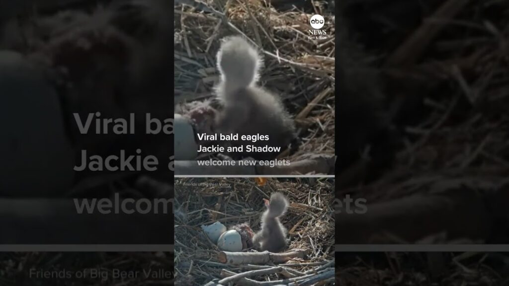 Viral bald eagles Jackie and Shadow welcome pair of eaglets