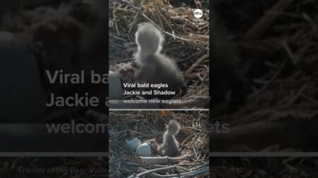 Viral bald eagles Jackie and Shadow welcome pair of eaglets