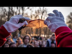 ‘Life goes on’: Ukrainians find relief and joy by releasing endangered bats rescued from the war ‘Life goes on’: Ukrainians find relief and joy by releasing endangered bats rescued from the war