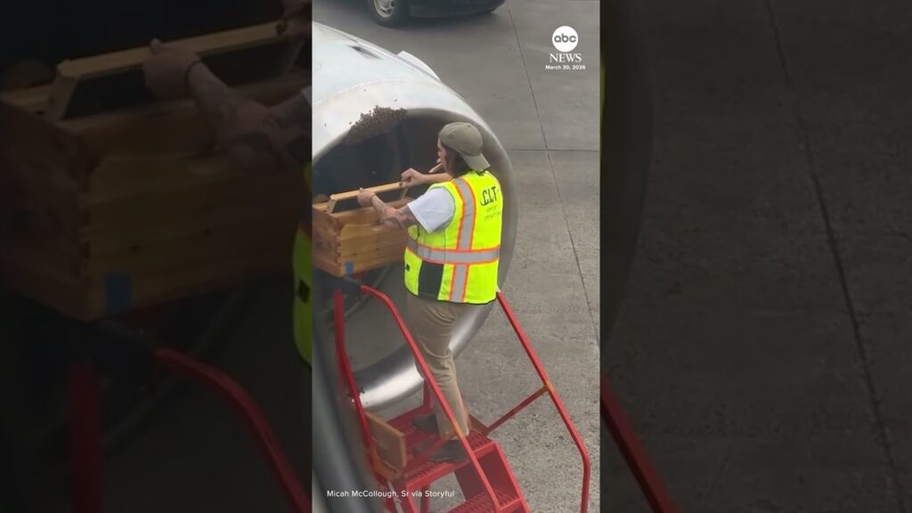 Beehive removed from plane before flight takes off from North Carolina