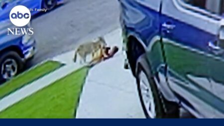 4-year-old attacked by coyote in driveway