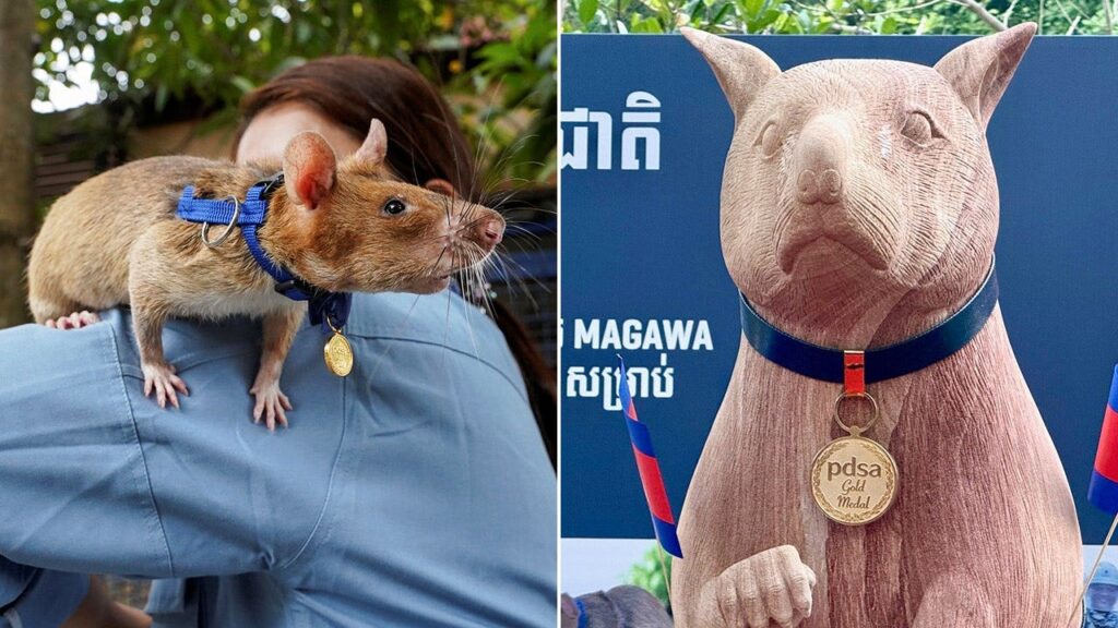 Seven-foot statue unveiled honoring Magawa, award-winning rat who found more than 100 landmines in Cambodia Seven-foot statue unveiled honoring Magawa, award-winning rat who found more than 100 landmines in Cambodia
