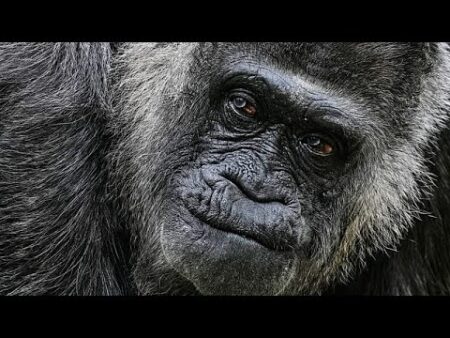 Oldest gorilla in captivity celebrates 69th birthday in Berlin Zoo