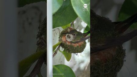 Hummingbird feeds newly hatched chick