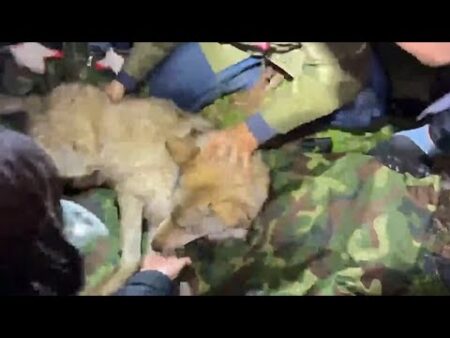 Escaped wolf Neukgu captured after nine-day search in South Korea