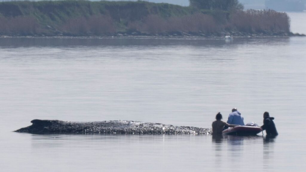Watch Live: Race to save stranded humpback whale in Baltic Sea