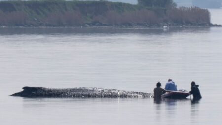 Watch Live: Race to save stranded humpback whale in Baltic Sea