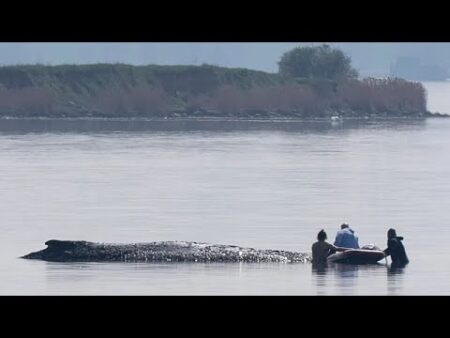 German rescuers plan to use air cushions in bid to save Timmy the stranded whale
