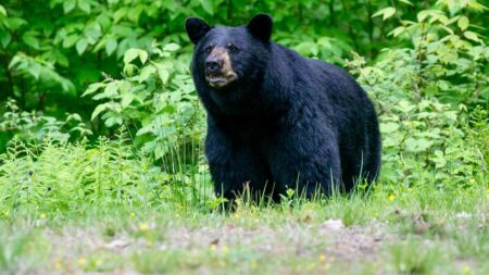 Hidden danger at popular US national park forces trail closures as bear sightings climb