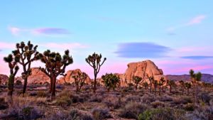 Hiker stumbles on human skull in iconic desert as mystery grows and detectives open homicide probe