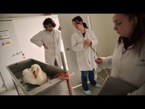 Paris animal hospital offers ‘a second chance’ to swans, fox cubs and hedgehogs injured by humans