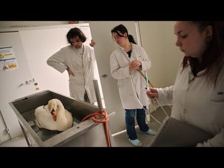 Paris animal hospital offers ‘a second chance’ to swans, fox cubs and hedgehogs injured by humans