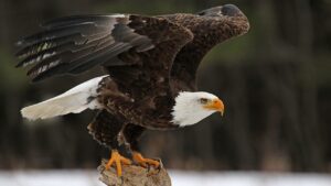 5 bald eagles found dead in Michigan, raising poaching concerns