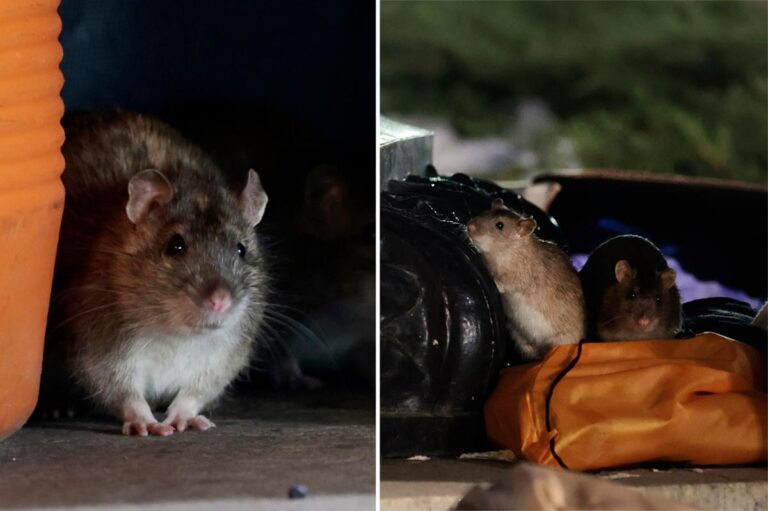 DC giving birth control to rats in an effort to curb its rodent population DC giving birth control to rats in an effort to curb its rodent population