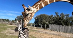 Bullied Baby Zebra Finds an Unlikely Best Friend in a 2,500-Pound Gentle Giraffe Bullied Baby Zebra Finds an Unlikely Best Friend in a 2,500-Pound Gentle Giraffe