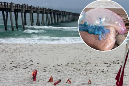Poisonous, stinging Portuguese man o’ war are rapidly invading beaches: ‘Extremely painful’