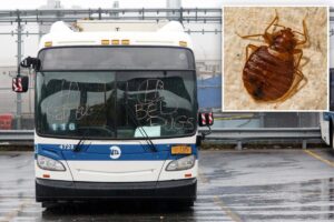 NYS bill would force MTA to tell riders about bed bug infestations NYS bill would force MTA to tell riders about bed bug infestations