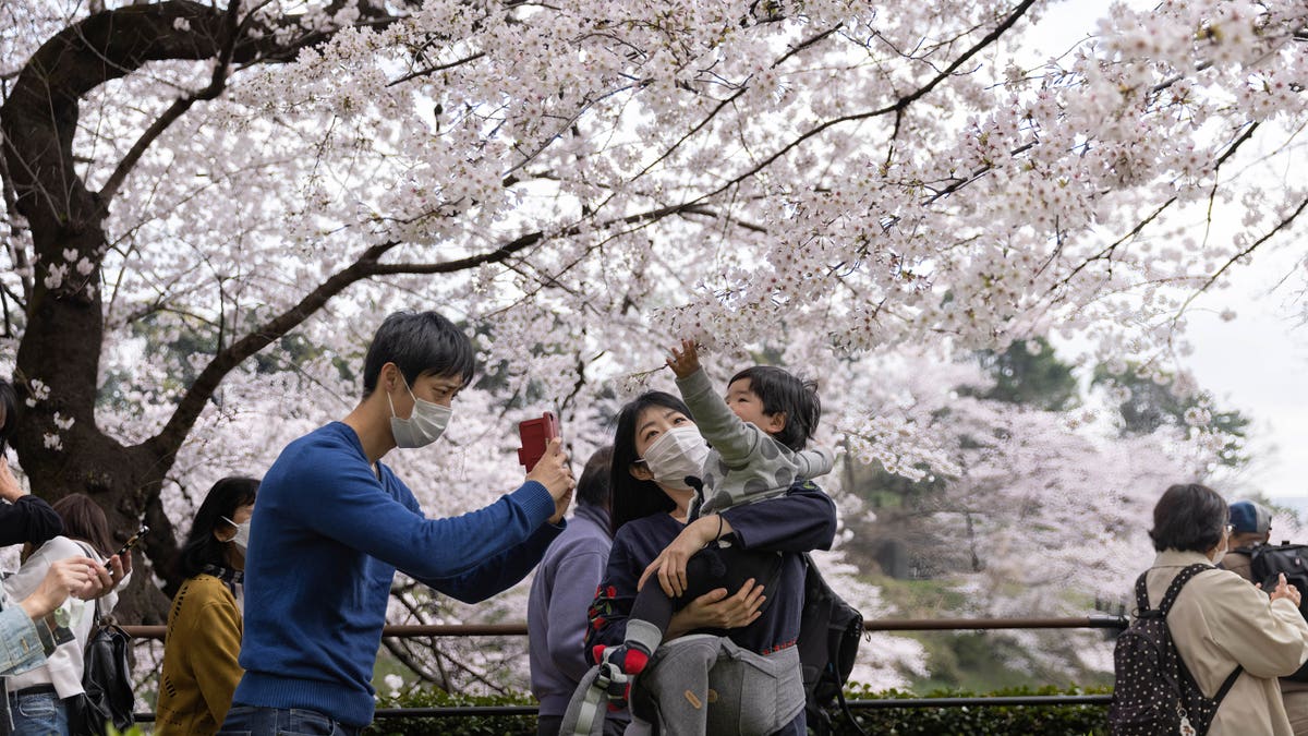 Family taking photos with blooming cherry blossoms at Chidorigafuchi moat in Tokyo