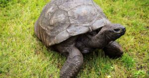World’s Oldest Land Animal Jonathan the Tortoise Falls Victim to Crypto Scam in Death Hoax