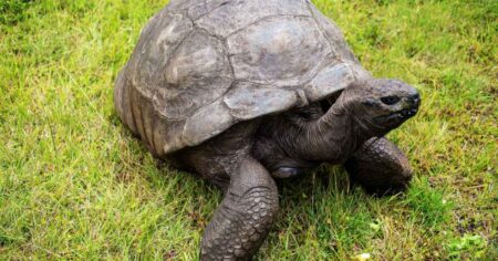 World’s Oldest Land Animal Jonathan the Tortoise Falls Victim to Crypto Scam in Death Hoax