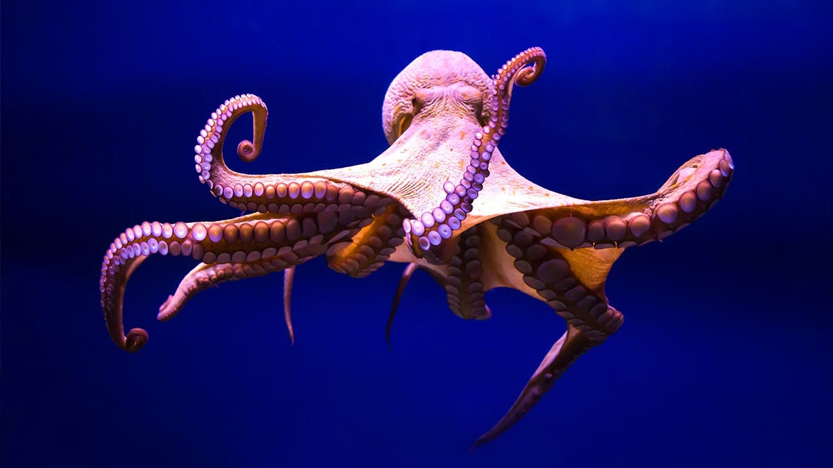 View of octopus underwater in deep sea